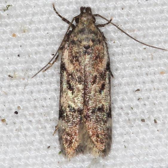 2119-Chionodes-thoraceochrella-BG-yard-9-11-17-2_opt