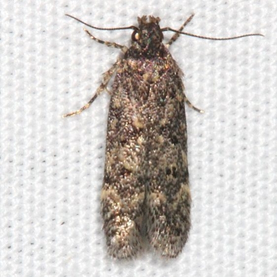 2119 Chionodes thoraceochrella Fool Hollow Lake St Pk Ariz 5-25-17 (1)_opt