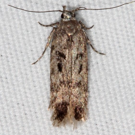 2119 Chionodes thoraceochrella female Fool Hollow Lake StPk Ariz 5-24-17(2)_opt