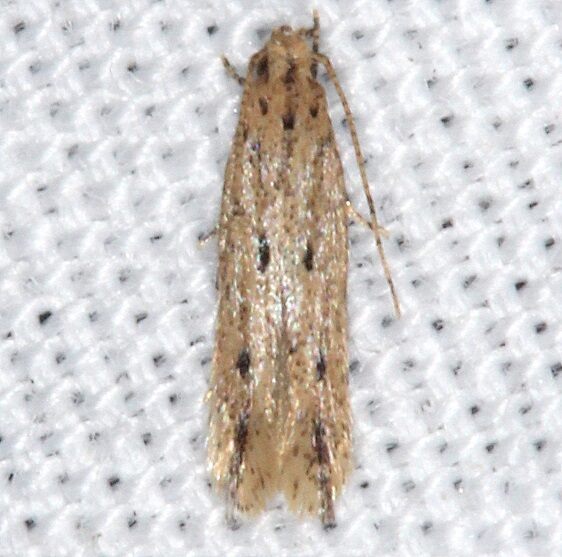 2124.7-Chionodes-praeco-BG-Collier-Seminole-St-Pk-Fl-3-9-22