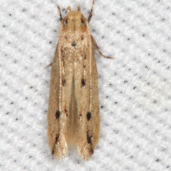 2124.7 Chionodes praeco-BG-tentative-close-Lake-Kissimme St Pk Fl 2-28-22