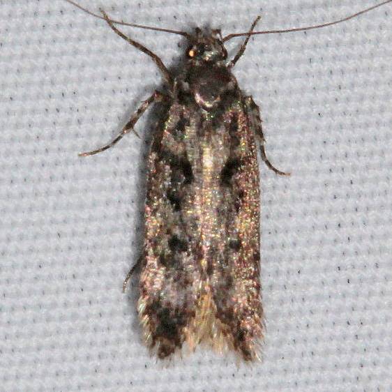 2125.97 Unidentified BG-Gelechiid-Black-Canyon-at-the-Gunnison-Natl-Pk-Colorado-6-14-17-11_opt