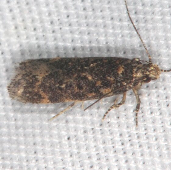 2125.97 Unidentified Chionodes C emptor close Paynes Prairie St Pk Fl 3-17-21