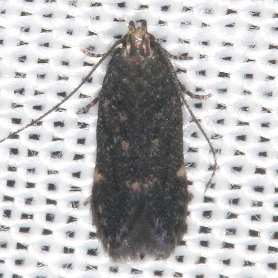 2125.97 Unidentified Chionodes Moth yard BG 9-4-16 (1)