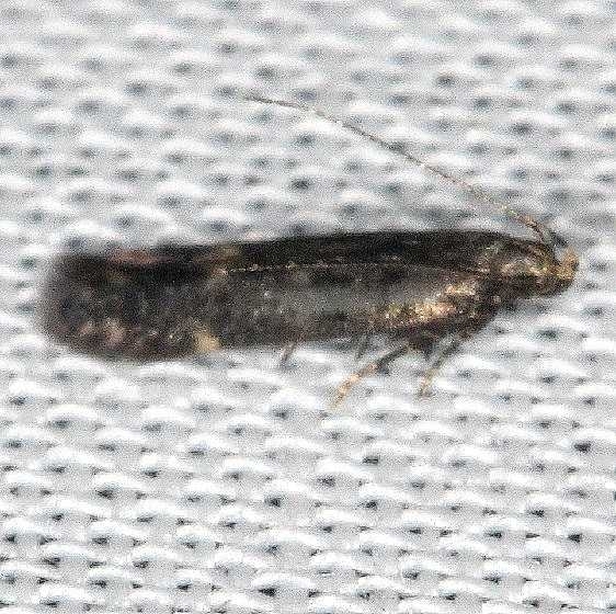 2125.97 Unidentified Chionodes Moth yard BG 9-4-16