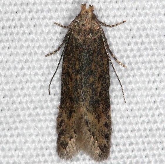 2125.97 Unidentified Chionodes Moth yard 5-25-14