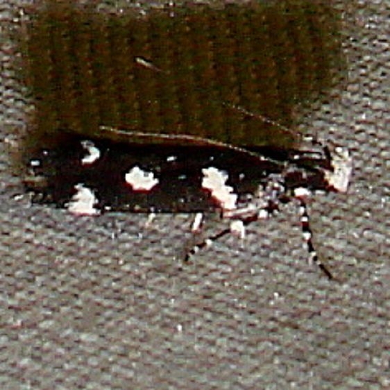 2131 Filatima arizonella Kissimmee Prairie St Pk 3-12-12