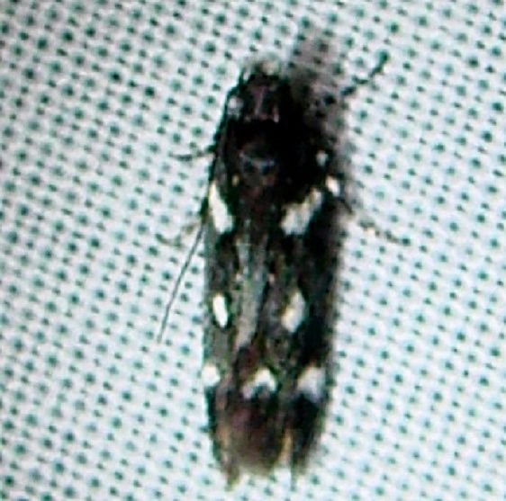 2131 Filatima arizonella Kissimmee Prairie St Pk 3-12-12