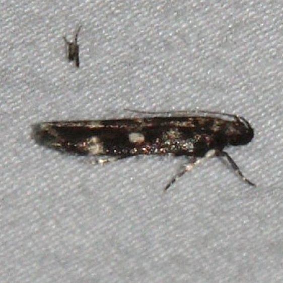 2136 Filatima biminimaculella Ocean Pond Osceolo Natl Frst 3-25-15