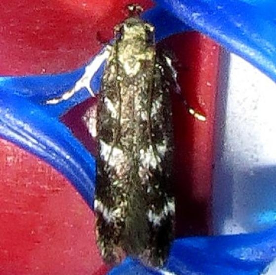 2136 Filatima biminimaculella Ochlockonee River St Pk 3-29-13