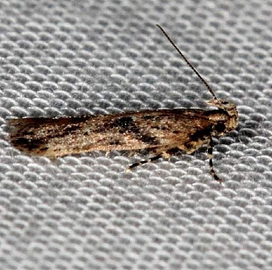 2149 Filatima hemicrossa Lucky Hammock Everglades 2-23-14