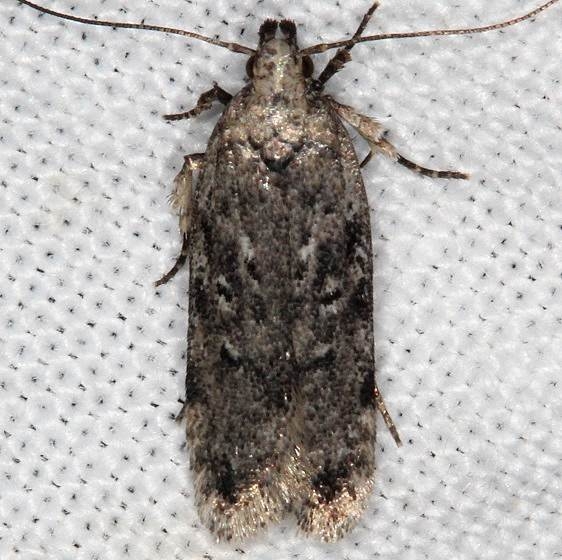 2181.97-Unidentified-Filatima-Moth-Copperhead-firetower-Shawnee-St-Pk-8-6-16-66a_opt