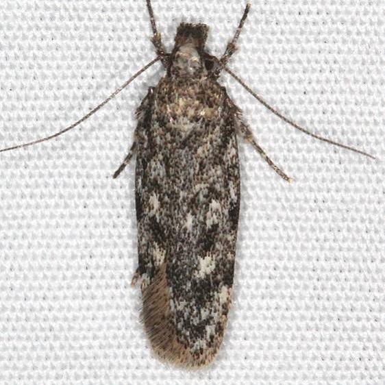 2181.97 Unidentified Filatima Moth Moab RV Resort Moab Utah 6-4-17 (10)_opt