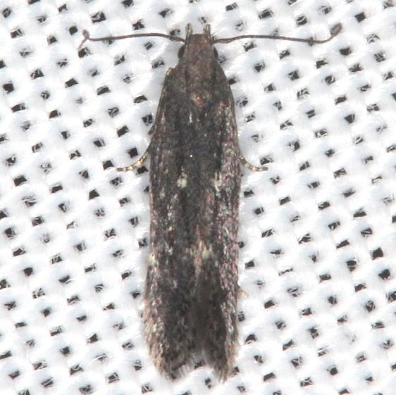 2184 Aroga argutiola tentative Moth yard 10-2-16_opt