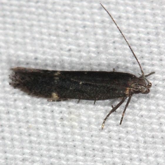 2184 Aroga argutiola tentative yard 5-31-14
