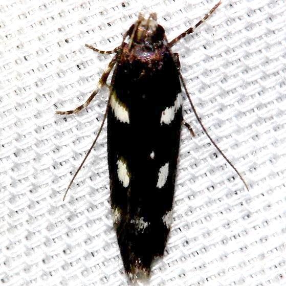 2187 Six-spotted Aroga Moth Lake Kissimme St Pk Fl 2-27-13