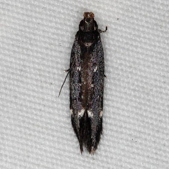 2189 Aroga epigaeella Little Manetee River St Pk 3-1-15