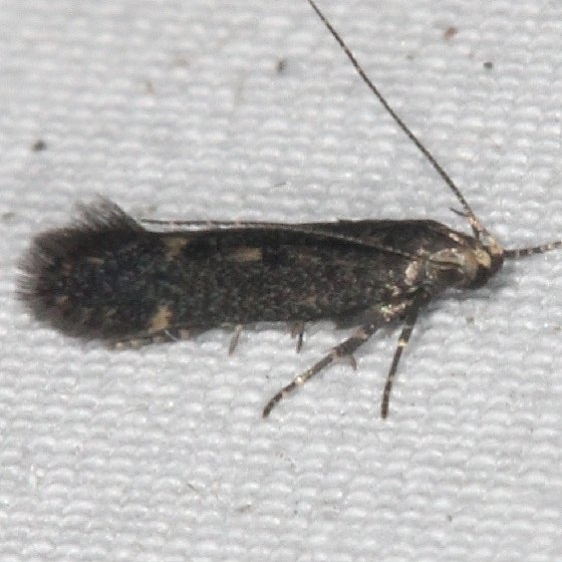 2189 Aroga epigaeella yard 9-7-15