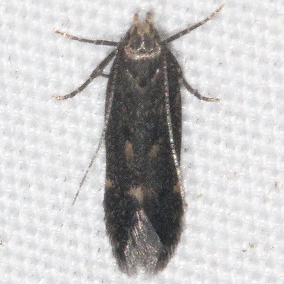 2189 Aroga epigaeella yard 9-7-15