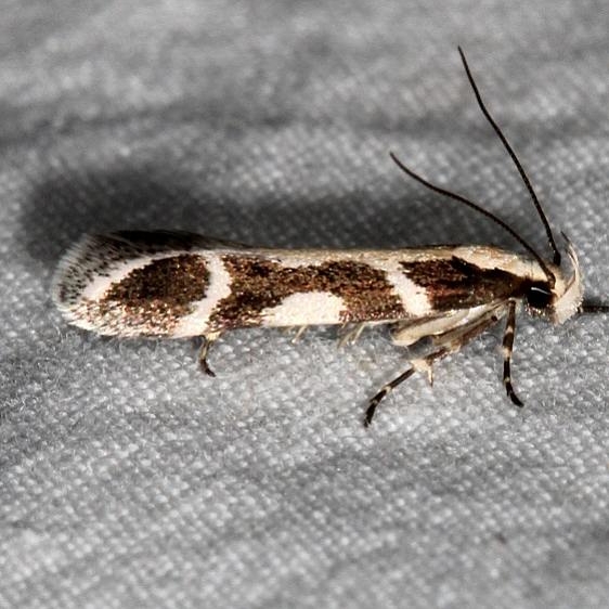 2194 Aroga paulella Devil's Canyon Manti-La Sal Natl Forest Utah 6-8-17 (67)_opt