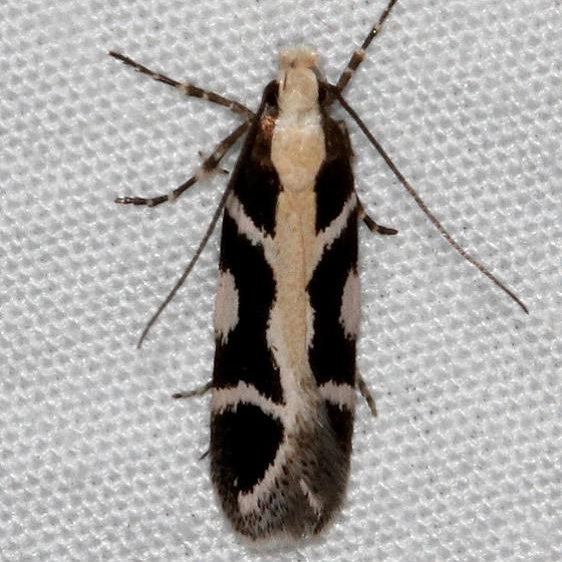 2194 Aroga paulella Devil's Canyon Manti-La Sal Natl Forest Utah 6-8-17 (68)_opt