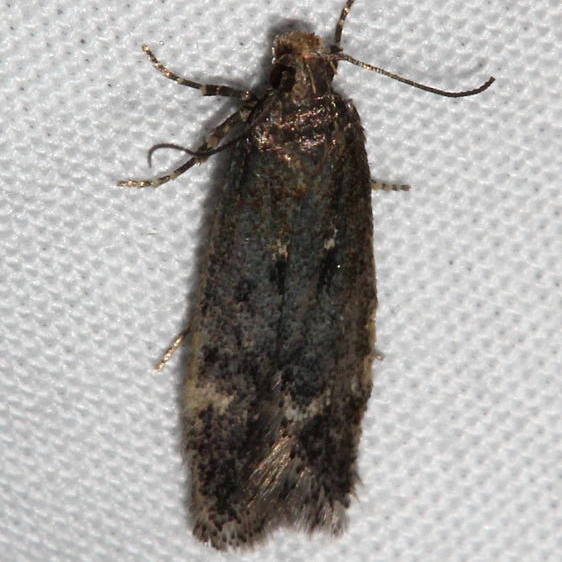 2198 Aroga trialbamaculella looks like but range doesn't show in rockies area Golden Gate canyon st Pk Colorado 6-27-17 (22)_opt