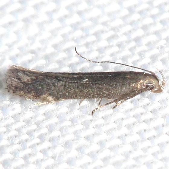 2198 Red-striped Fireworm Moth yard 5-4-12