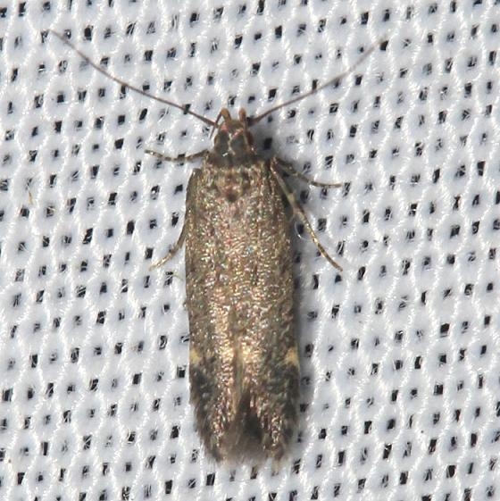 2198 Red-striped Fireworm Moth yard 8-6-12