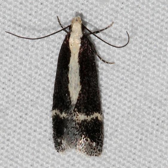 2200 Aroga unifasciella Rocky Mtn Natl Pk Colorado 6-24-17 (6)_opt