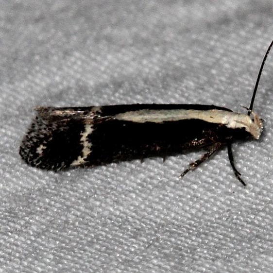 2200 Aroga unifasciella Rocky Mtn Natl Pk Colorado 6-24-17 (7)_opt