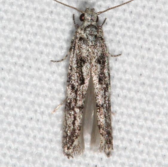 2202.97 BG Unidentified Aroga Moth tentative Fool Hollow1 St Pk Ariz 5-24-17 (36)_opt