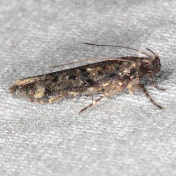 2202.97 Unidentified Aroga Moth BG yard 8-26-18 (4)_opt