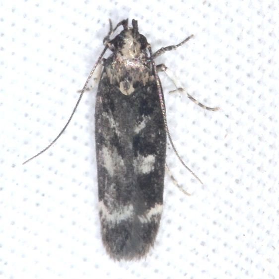 2203-Fascista-bimaculella-Tomoka-St-Pk-Fl-3-27-25-4a