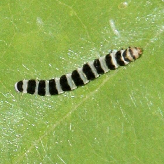 2204 Redbud Leaffolder Moth Caterpiller-on Redbud Warriors Path St Pk Tenn 9-7-20