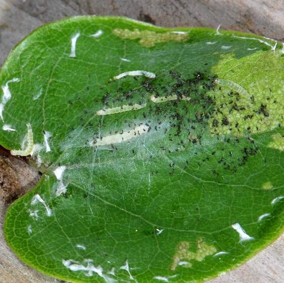 2204-Redbud-leafroller-Caterpillars-early-instar-in-folded-Redbud-leaf-Cypress-Glenn-Silver-Lk-Fl-3-21-23