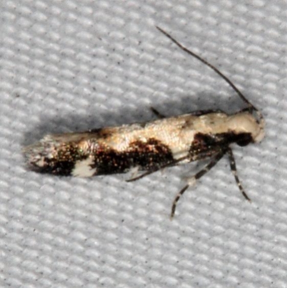 2209 Red-necked Peanutworm Moth Johathan Dickinson St Pk Fl 3-8-17 (3)_opt
