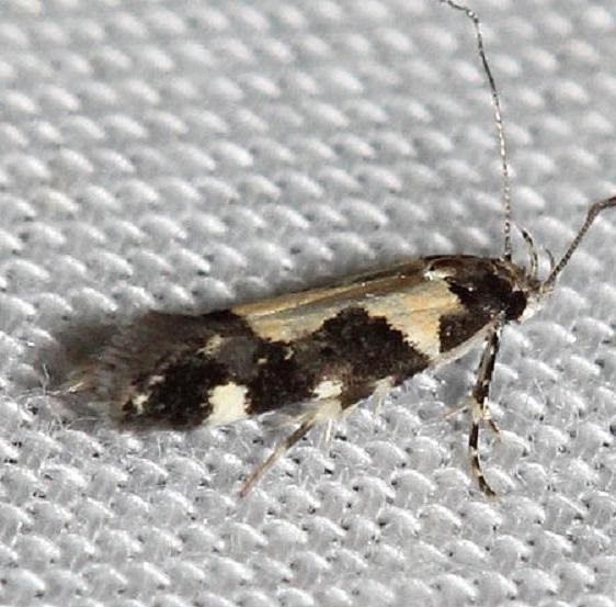 2209 Red-necked Peanutworn Moth yard 7-23-12