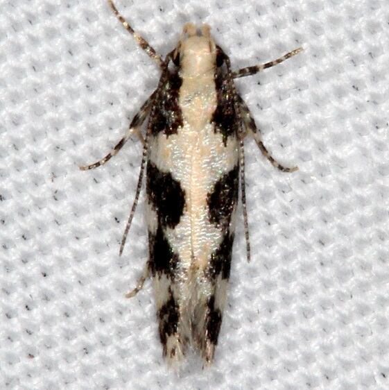 2209.1 Teaweed Moth BG Campsite-119BG Falcon St Pk Tx 10-27-16