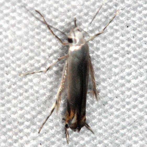 2211.96 new species Thiotricha sciurella tentative BG Pineland Everglades Fl 2-26-15 (1)_opt