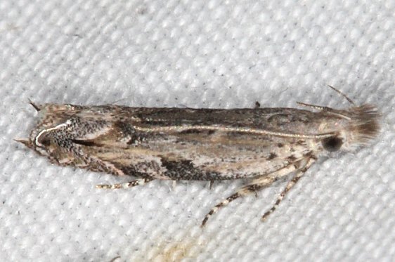 2214 Sophronia roseicrinella Campsite 119 Falcon St Pk 10-22-16