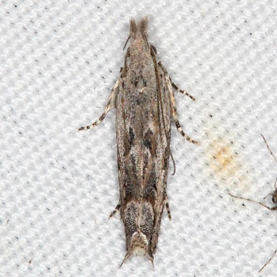 2214-Sophronia-roseicrinella-Campsite-119-Falcon-St-Pk-10-22-16-3_opt
