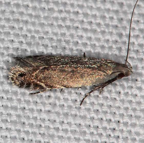 2225 Battaristis concinnusella yard 9-3-19