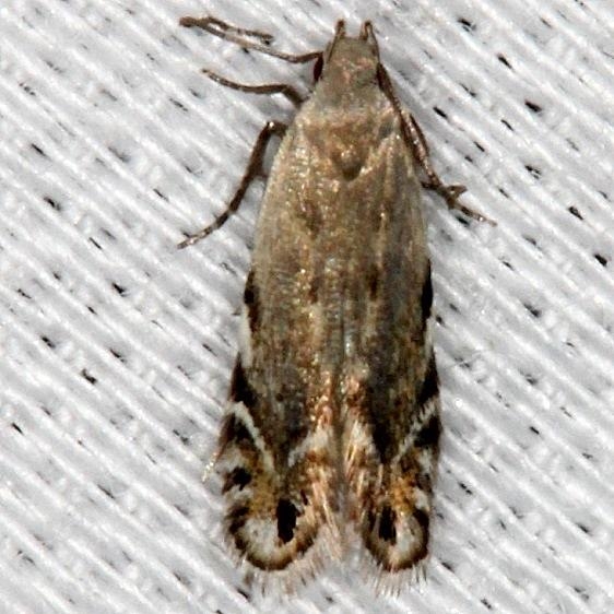 2225 Battaristis concinusella NABA Gardens Texas 11-3-13