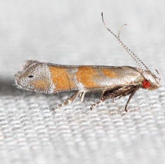 2229 Stripe-backed Moth yard 5-26-12