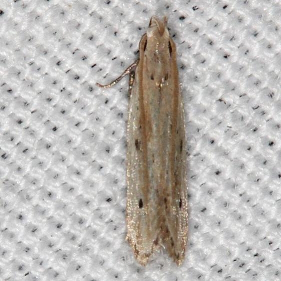 2229.97 Unidentified Battaristis Moth BG Silver Springs St Pk Fl 9-25-18 (20)_opt