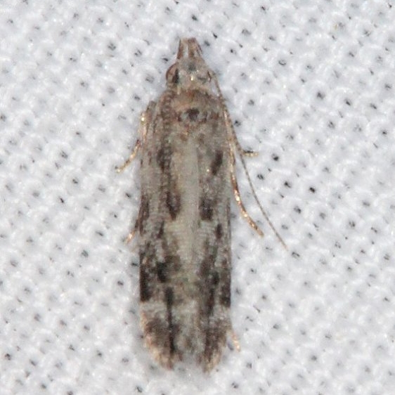 2229.97 Unidentified Battaristis Moth BG top view Silver Springs St Pk Fl 9-23-18 (44)_opt