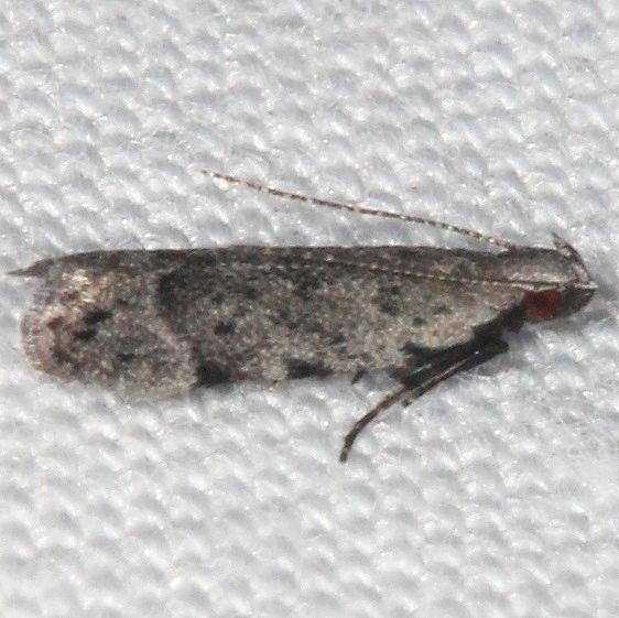 2229.97 Unidentified Battaristis Moth Big Lagoon St Pk Fl 9-12-18 (23)_opt