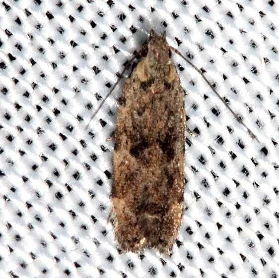 2229.97 Unidentified Battaristis Moth Collier Seminole St Pk 2-25-14