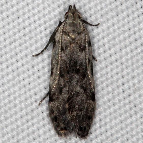 2229.97 Unidentified Battaristis Moth River Junction Withalecoochee St Forest Fl 2-21-17 (1)_opt