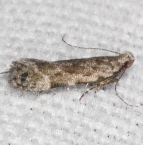 2233 Anacampsis conclusella BG Paynes Prsirie St Pk Fl 3-14-21